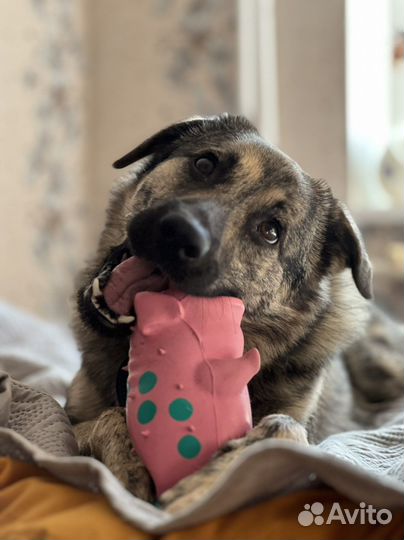 Собака в добрые руки