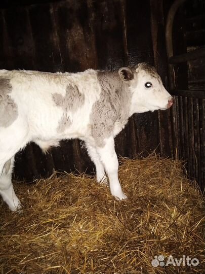 Бык на племя. Симминтал