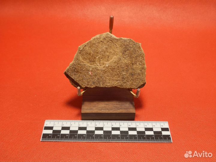 Отпечаток доисторической рыбы