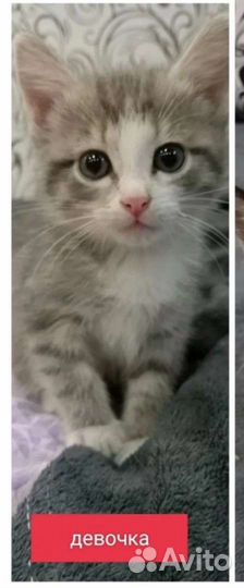 Котята в добрые руки