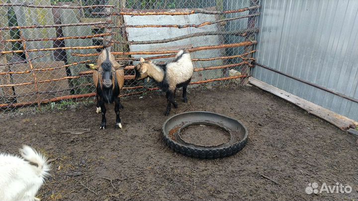 Козел альпийский