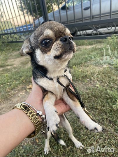 Продам мальчика мини