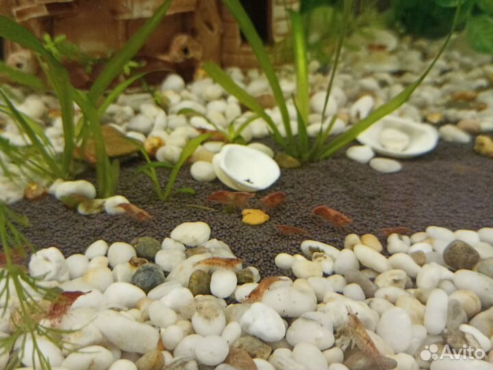 Креветки cherry