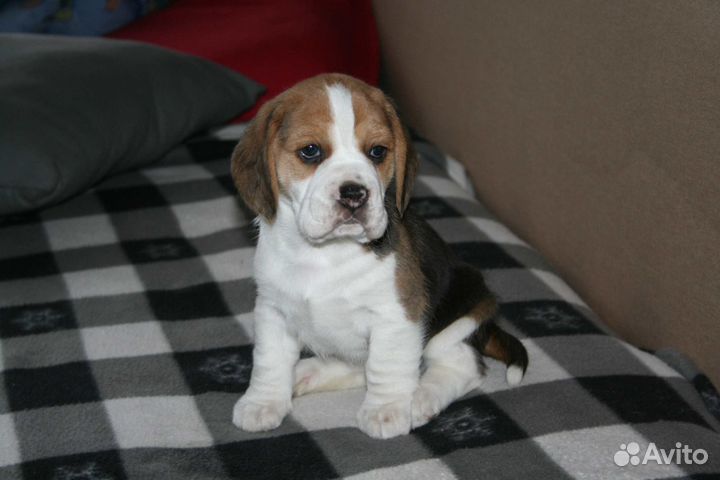 Щенки бигль