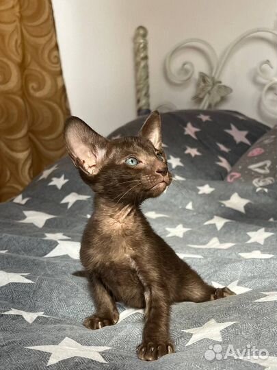 Ориентальная котята