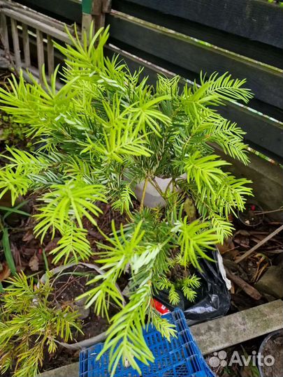 Тис,ногоплодник,ароукария,кедр,сосна,туя и др