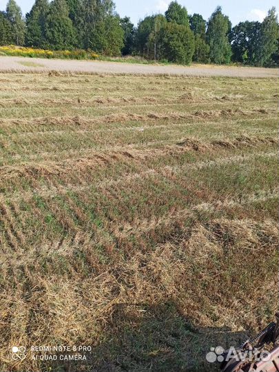 Солома овсяная