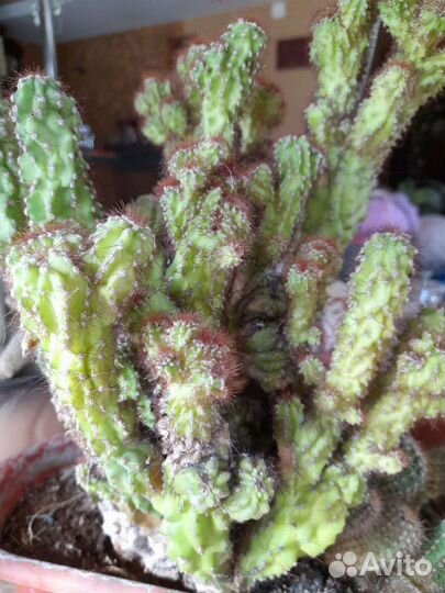 Коллекция кактусов