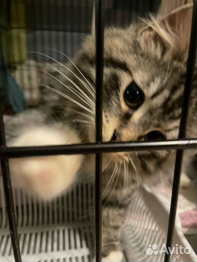 Котёнок, подросток, в добрые руки