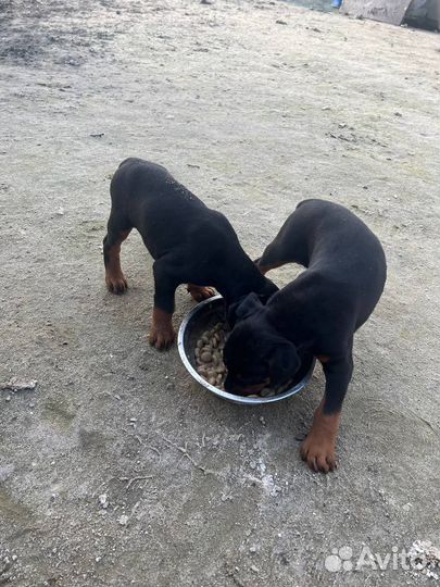 Щенки добермана