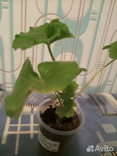 Сортовые пеларгонии