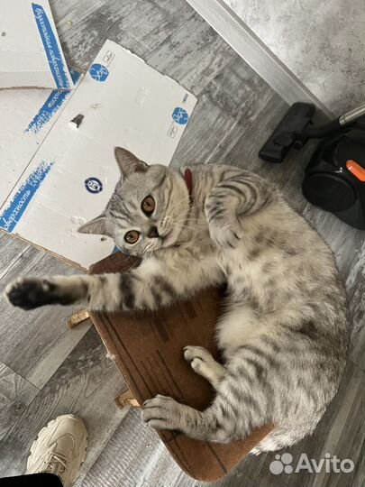 Шотландский кот вязка