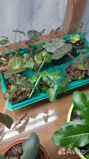 Бегония шардоне