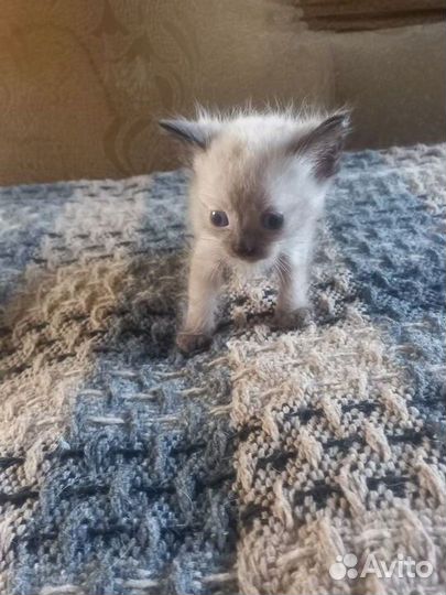 Котята мальчики