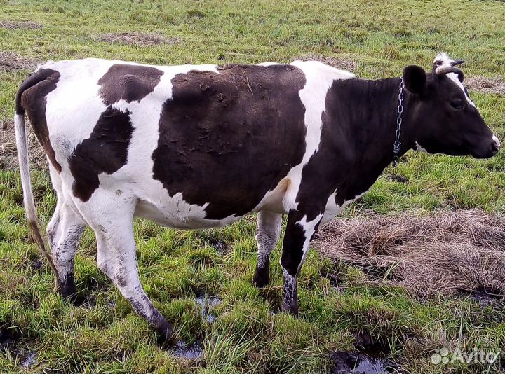 Продается дойная корова