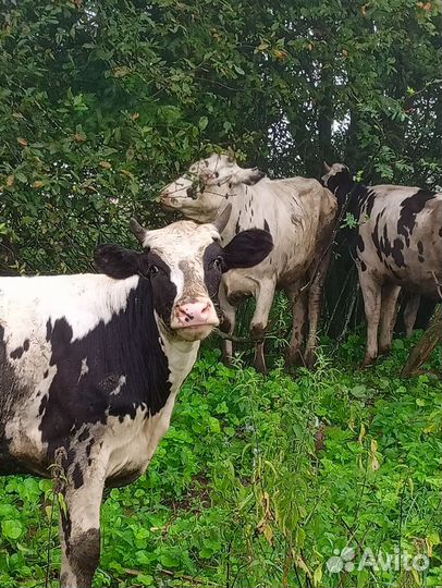 Нетель стельная