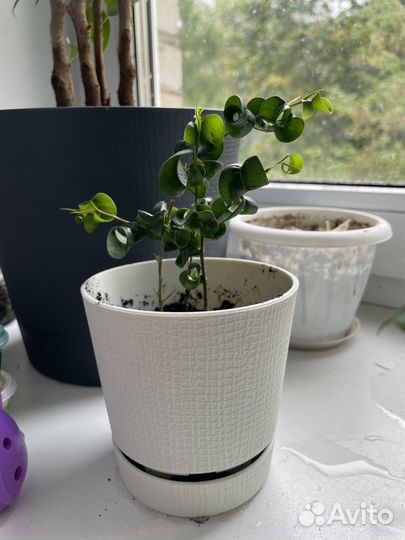 Фикус Борок