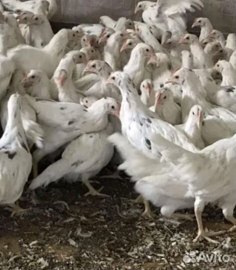 Куры несушки коралл