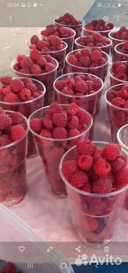 Ремонтантная малина