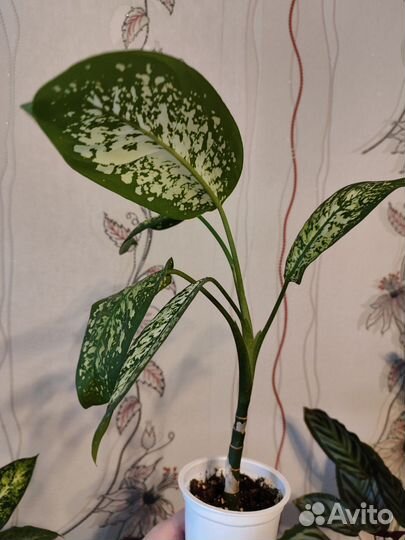 Комнатные цветы разные