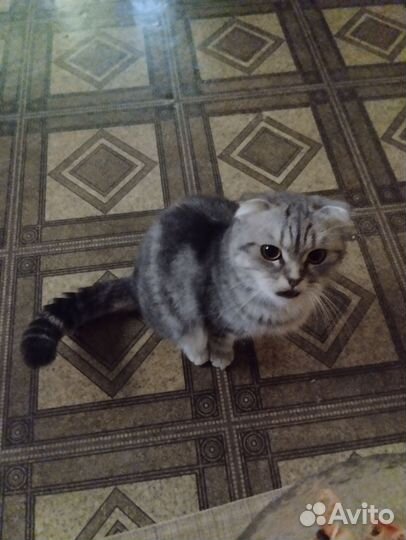 Шотландская вислоухая