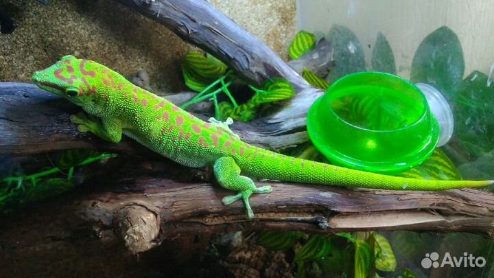 Передержка рептилий