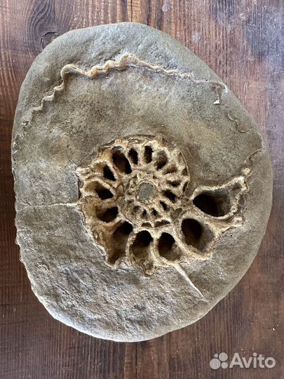 Окаменелости аммониты