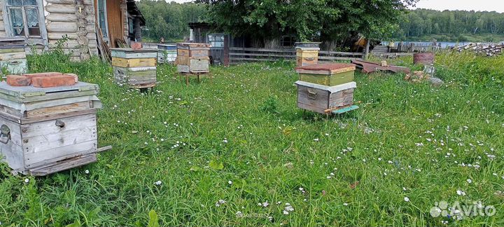 Пчелы с ульями