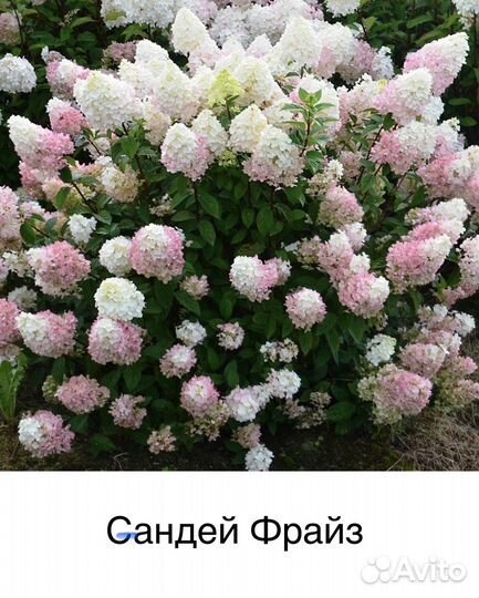 Гортензия Ванилла фрейз