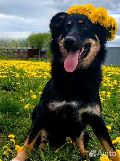 Собака в дар