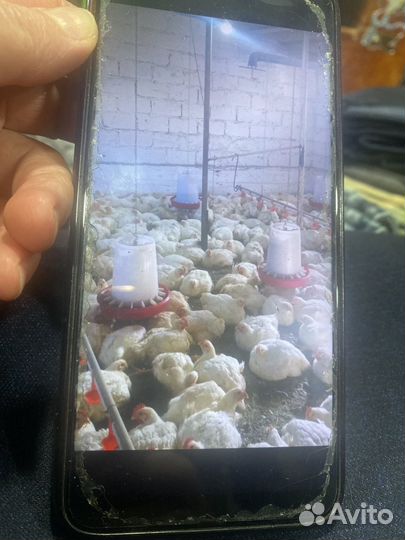 Куры бройлеры