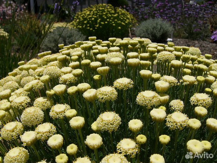 Сантолина Вечнозеленая, Серебристая (предзаказ)