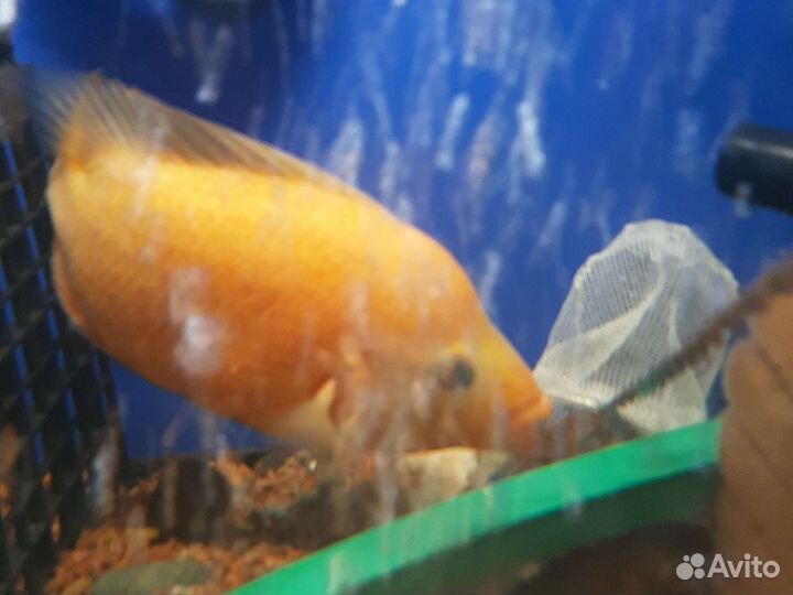 Астронотусы