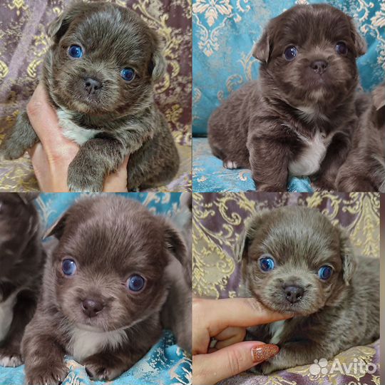 Лиловые девочки