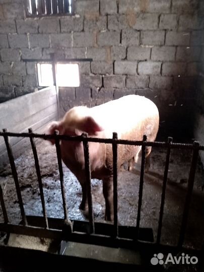 Хряк на племя