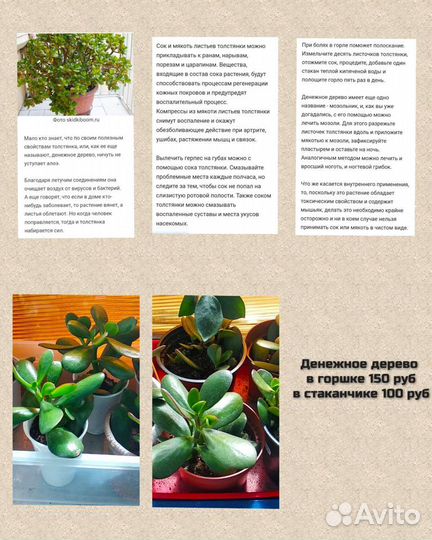 Денежное дерево - толстянка