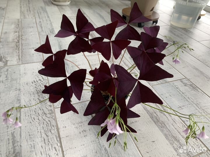 Комнатные цветы оксалис