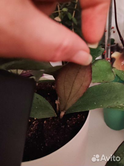 Хойя эретрина