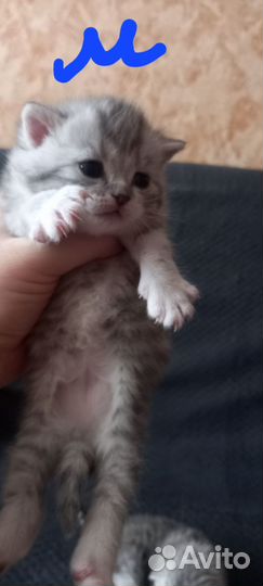 Кошки