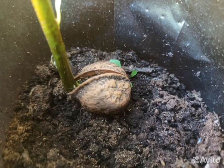 Орех Зибольда