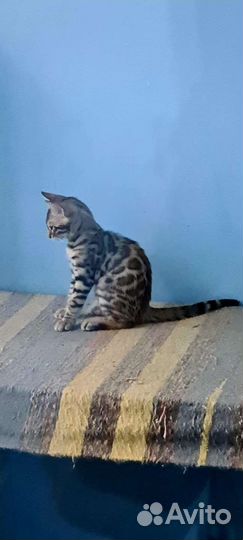 Красавчики