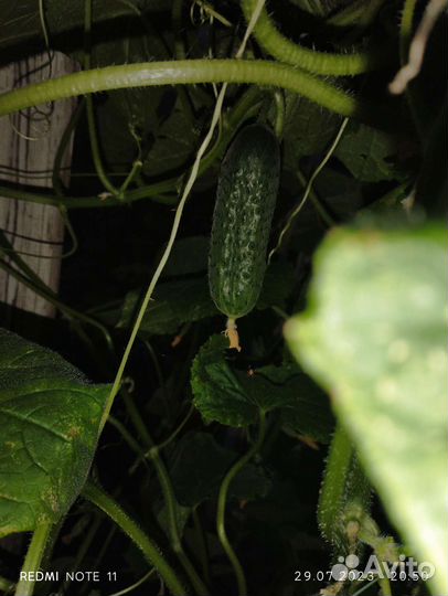 Огурцы свежие домашние