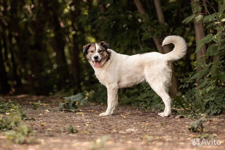 Дружелюбный Дьюк собака из приюта в добрые руки