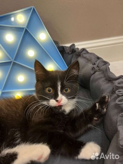 Милый котёнок