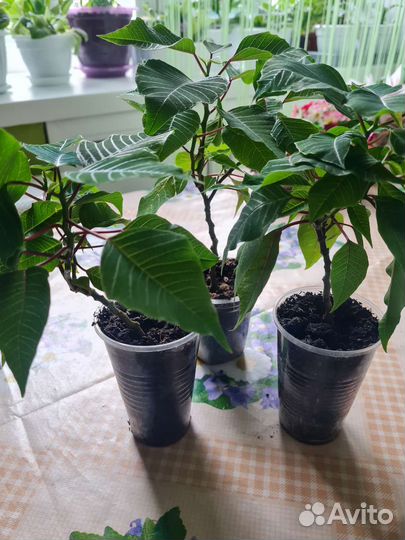 Пуансеттия