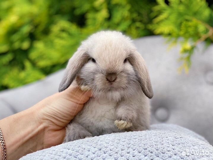 Малыши карликовые кролики