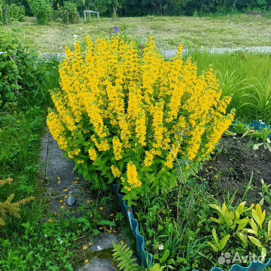 Многолетние цветы