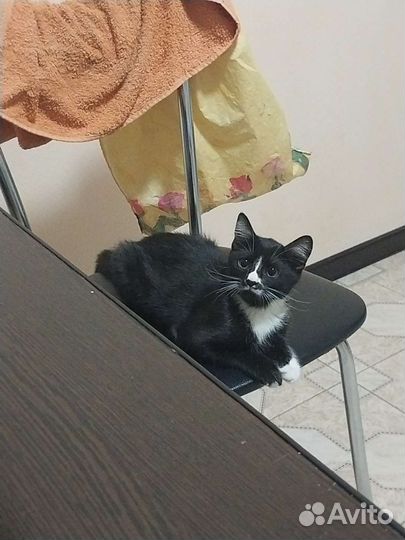 Кошечка в добрые руки