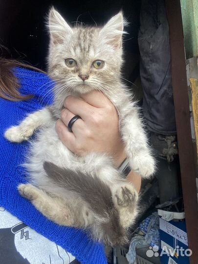 Кошка в дар бесплатно шотландская мраморная