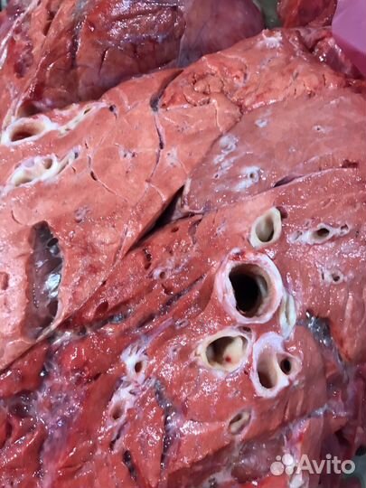 Мясо для собак